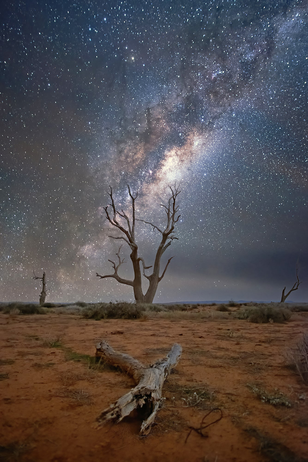 Dead Trees Milky Way Outback